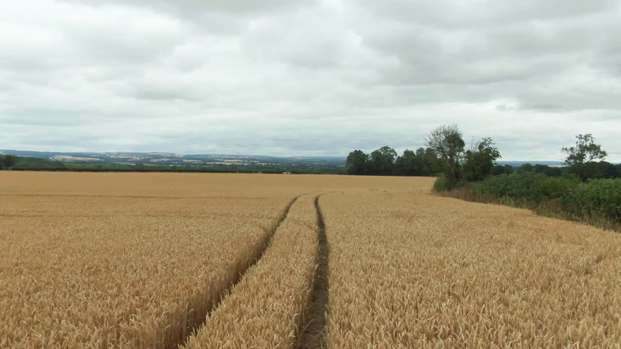 drone volando a baja altura sobre el campo de cebada en un día nublado con huellas de tractor en medio del campo