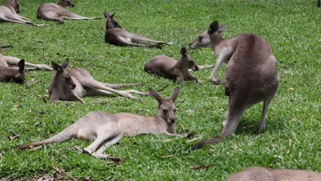 mother kangaroo interacts with her joey in a grassy field