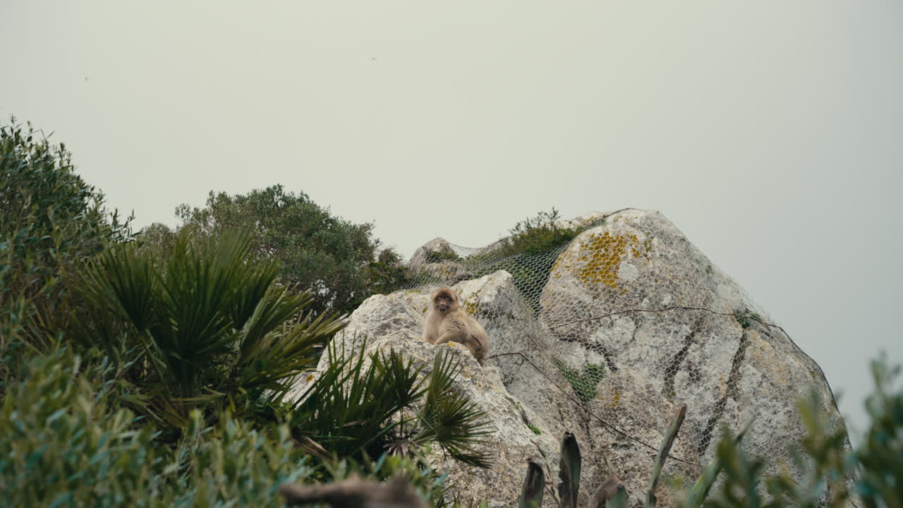 Wide view of a Barbary macaque monkey resting on limestone rocks surrounded by Mediterranean vegetation on the Rock of Gibraltar