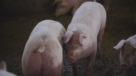 pigs in a farm pen