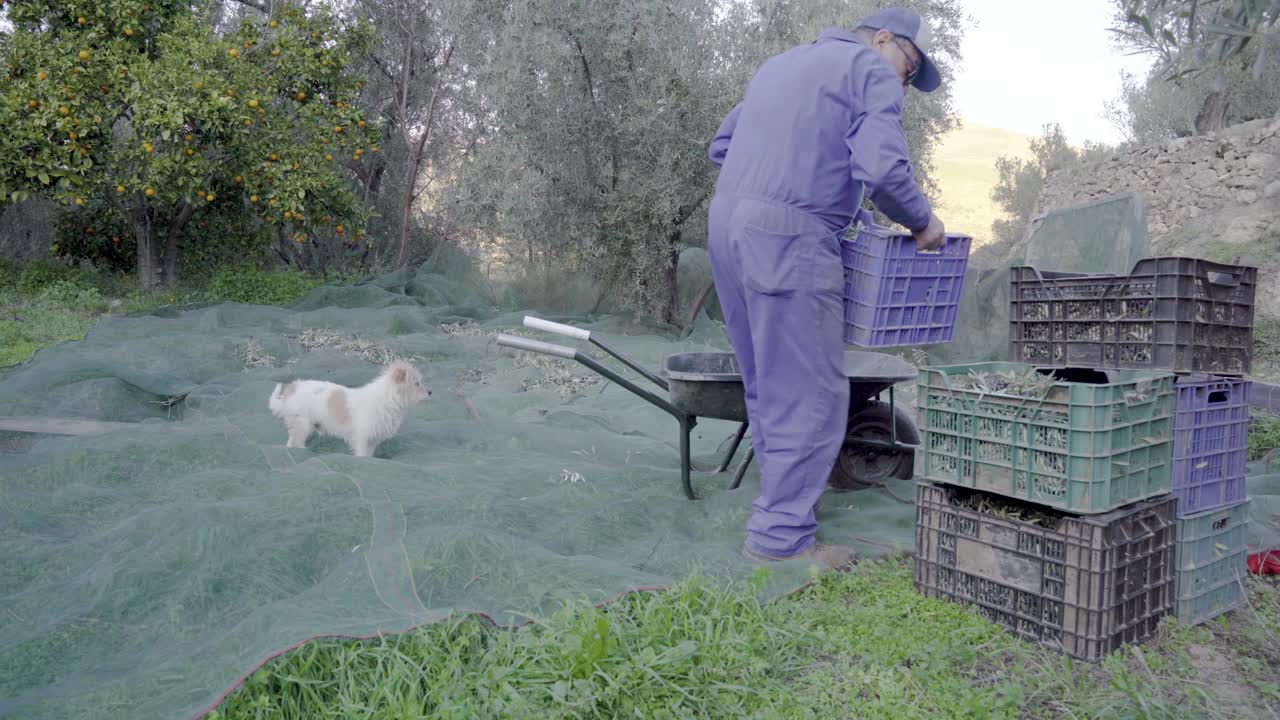 Tipico agricoltore spagnolo che raccoglie olive e impila casse con il suo cane.