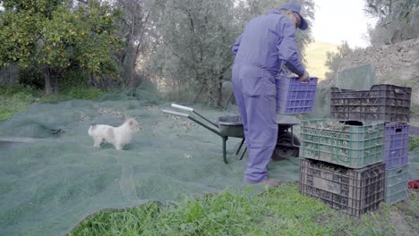 Typischer-Spanischer-Bauer,-Der-Mit-Seinem-Hund-Oliven-Erntet-Und-Kisten-Stapelt