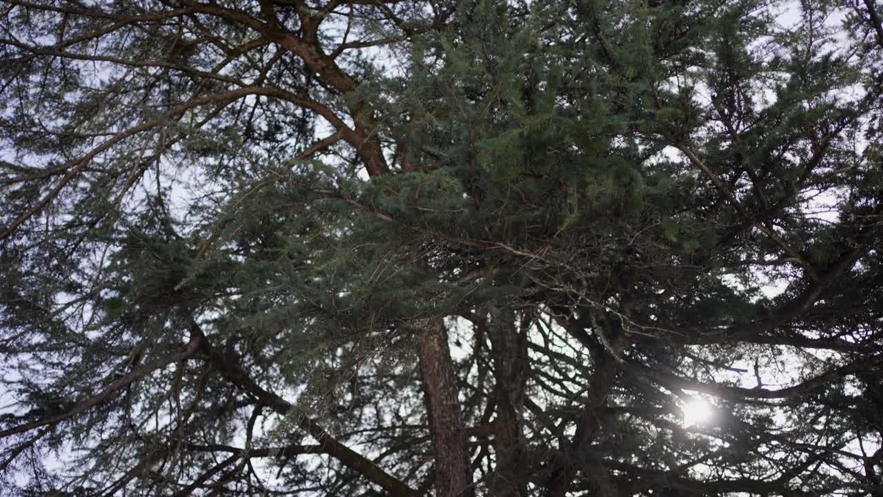 Low angle view of sun shining through tree canopy