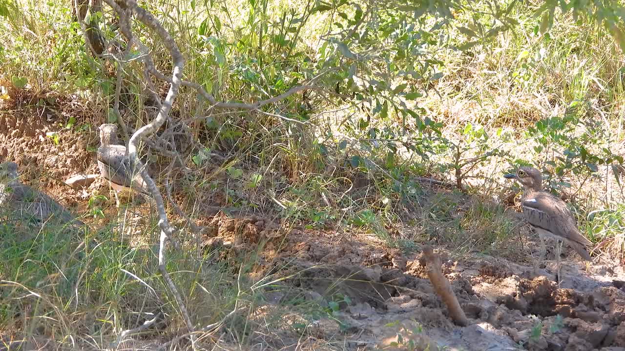 두 개의 새, 아마도 두꺼운 무, 건조한 아프리카 덤불에서 위장