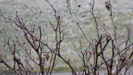 un primer plano de un rosal después de una tormenta de hielo en un día frío
