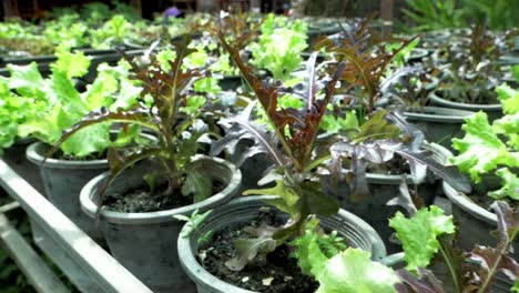 organic and sustainable red and green lettuce plantation, inside a pesticide-free greenhouse