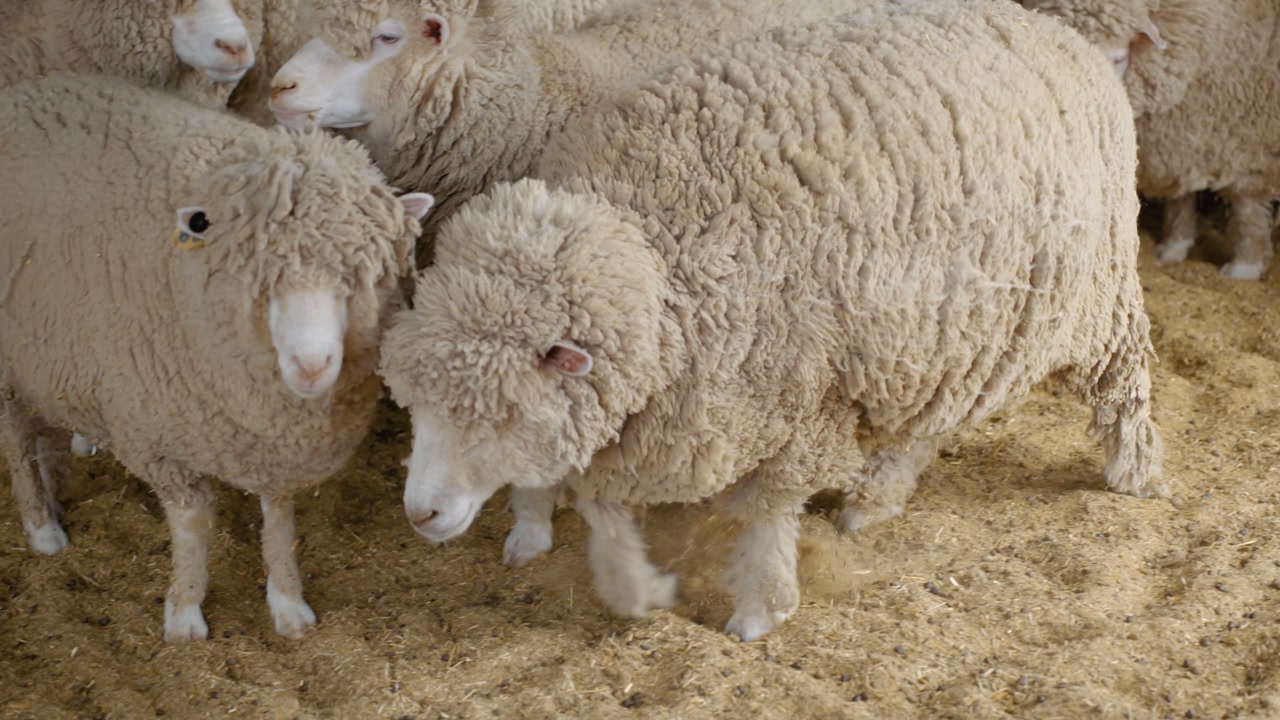 Single sheep with thick fleece walking across straw bedding inside ranch building