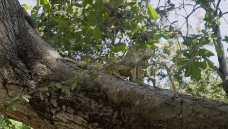 orbiting shot looking up at green iguana sitting high in tree behind branch