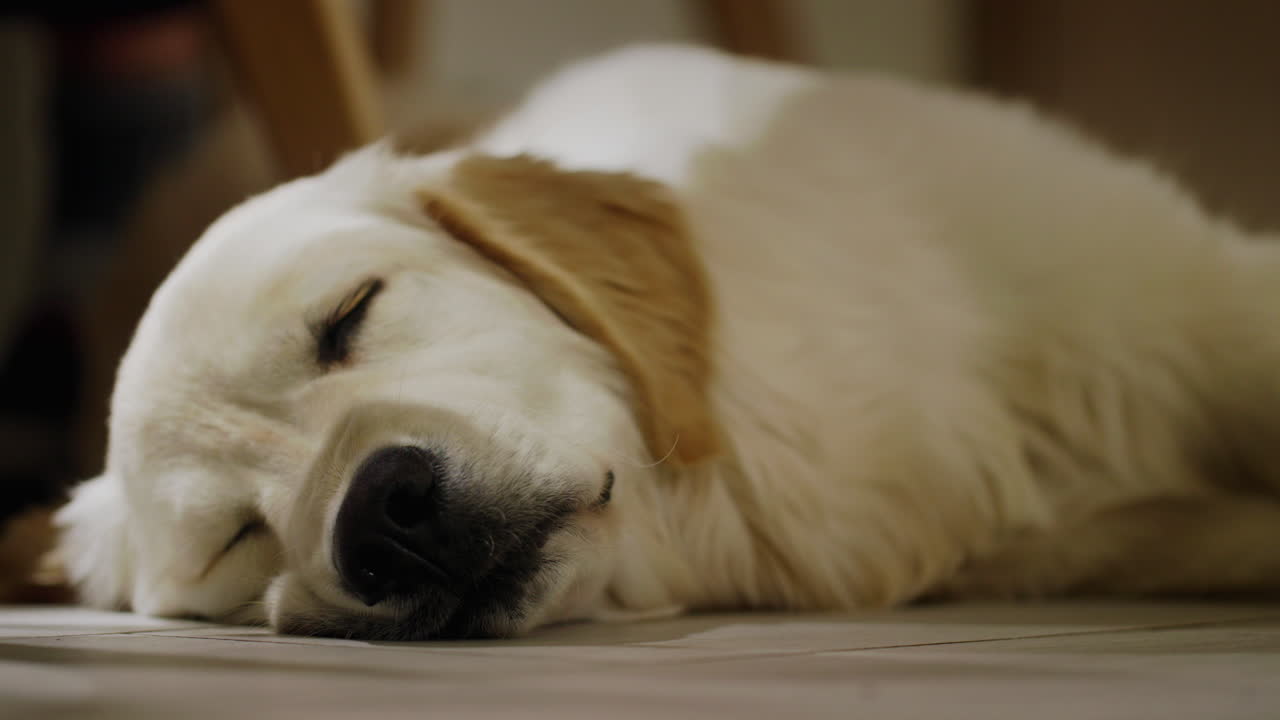 잠자는 골든 리트리버