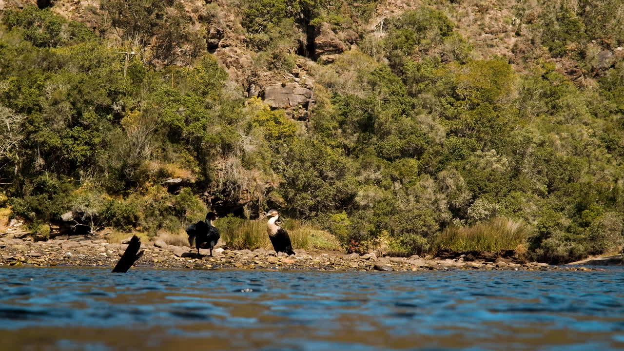 cormoranes en la orilla del río tomando sol después de nadar, extendiendo las alas, caca