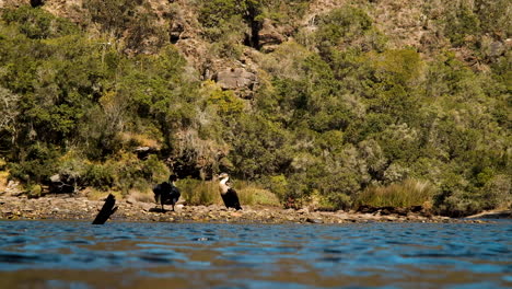 Cormoranes-En-La-Orilla-Del-Río-Tomando-El-Sol-Después-De-Nadar,-Extendiendo-Las-Alas,-Caca