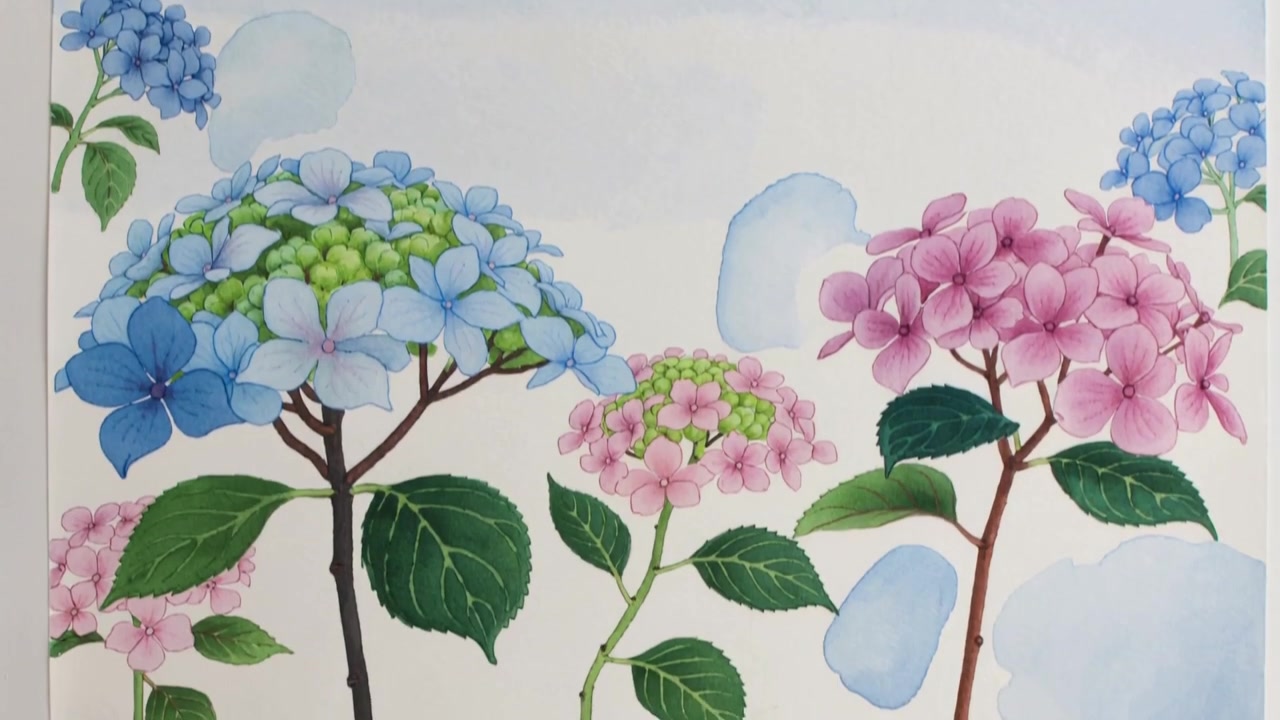 Panning camera revealing watercolor painting on paper, exposing hydrangea clusters and leaf veins