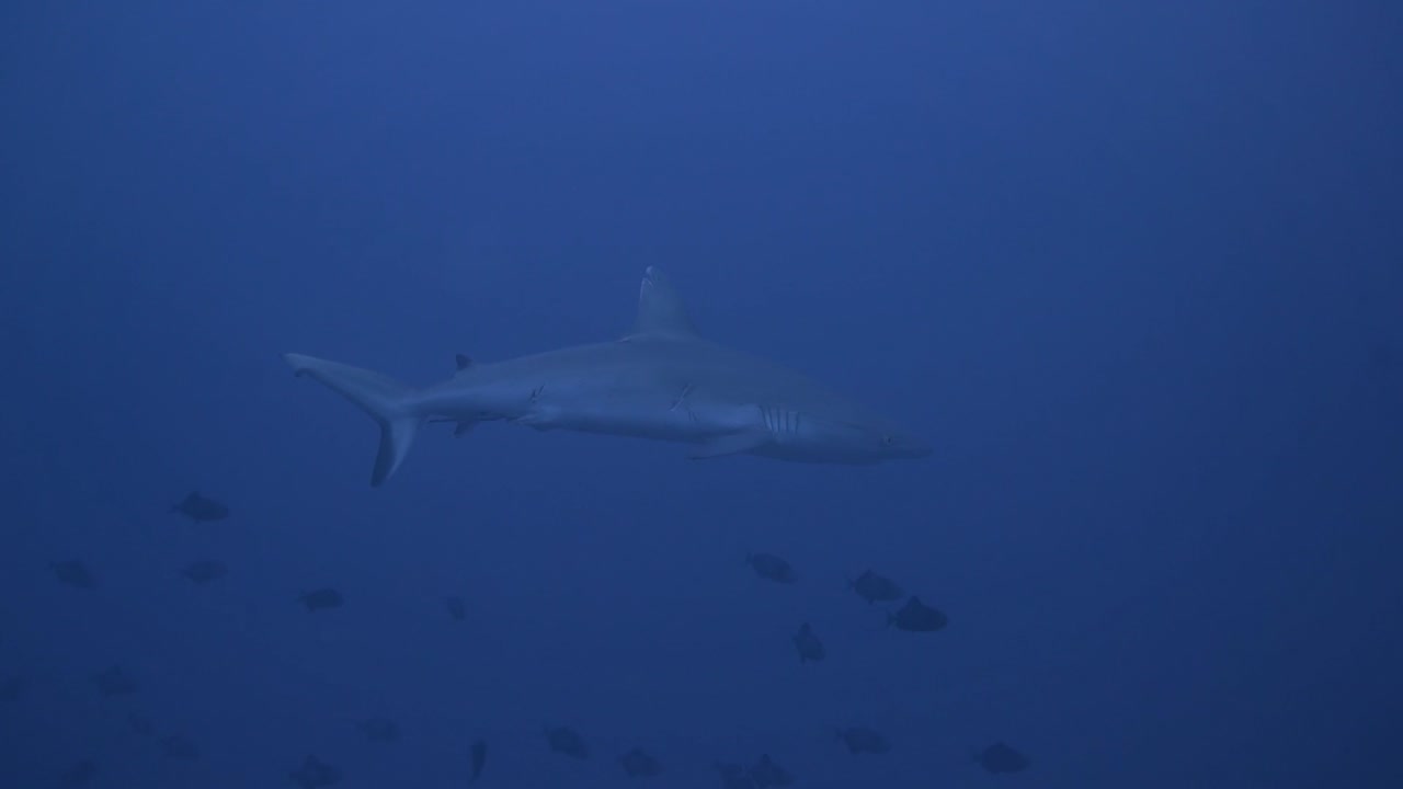 큰 회색 암초 상어가 매우 침착하게 카메라에 더 가까이 수영하고 있습니다 - 느림