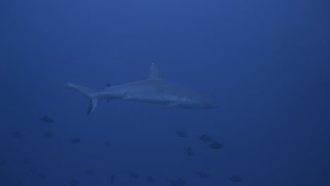 a big grey reef shark is swimming closer to the camera very calmly - slow