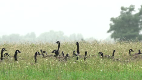 a large gaggle of canadian geese feeding in a field in the morning mist