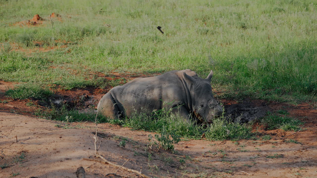 Young White Rhinoceros in Mud Bath
