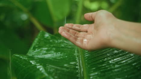 close up of woman's hand catches rainwater on lush banana leaf in tropical rainforest environment, evoking purity, freshness and nature