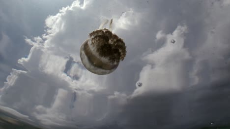 jellyfish floating in sea surface with reflections of sunny sky and clouds