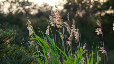 Wild-marshland-grass-swaying-slowly-in-the-summer-breeze