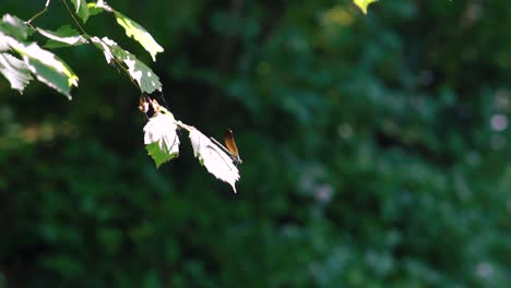 close up of a golden
dragonfly perched on reed, ebony jewelwing flying away in slowmotion