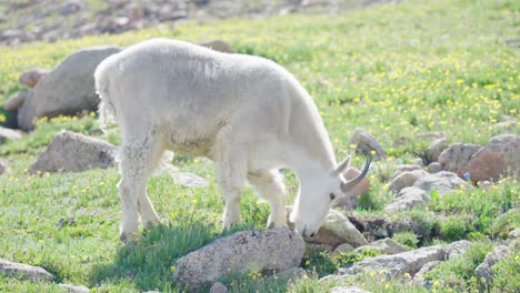 mountain goats eating grass | mount bierstadt, colorado