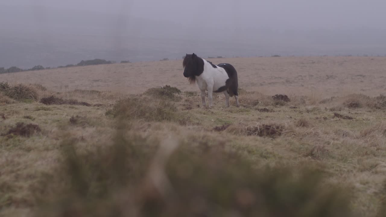 hermoso pony en un campo en un día ventoso en devon, reino unido