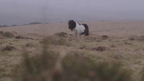 beautiful pony in a field on a windy day in devon, uk