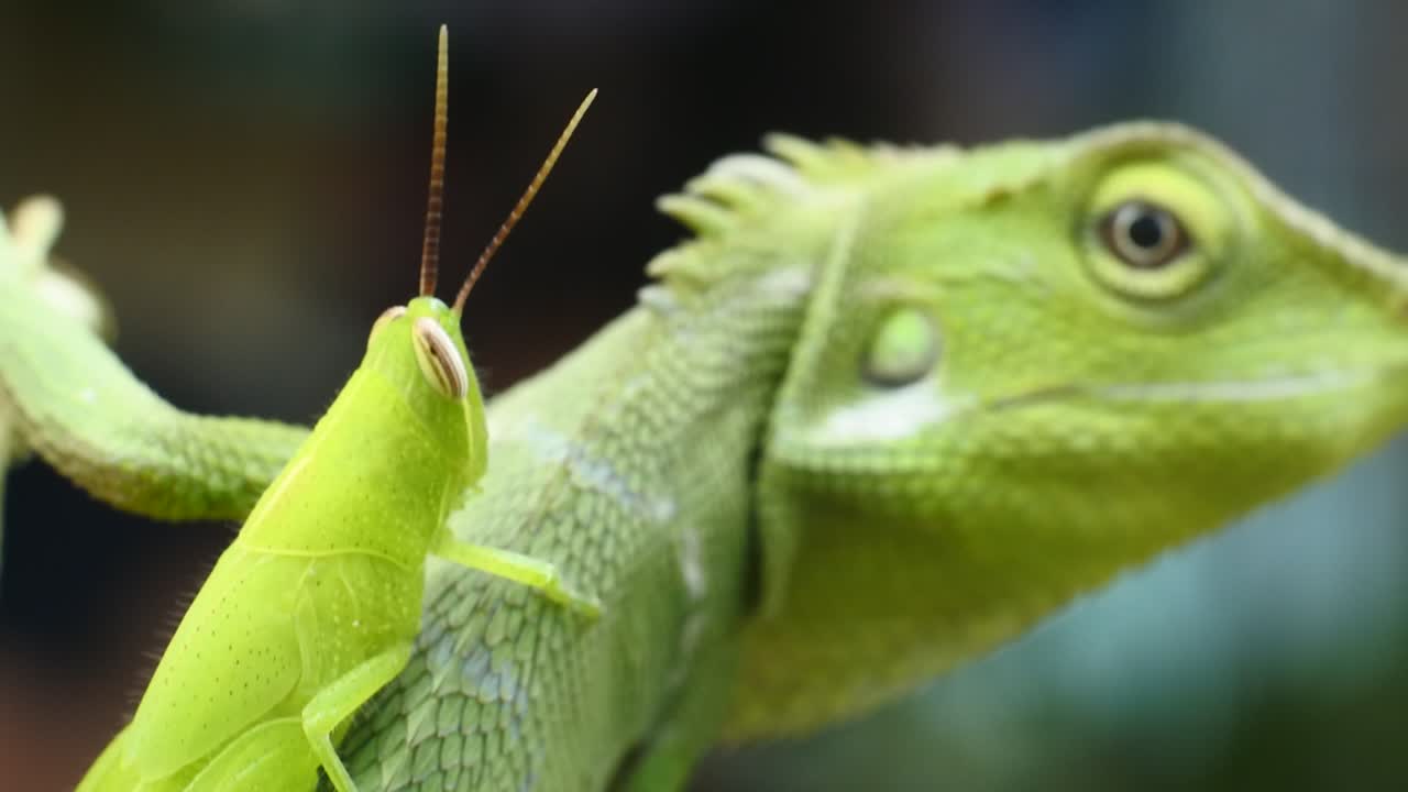 녹색 카멜레온 머리 hd 동영상