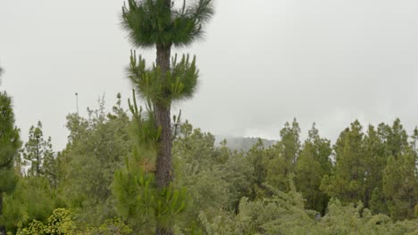 Grüner,-Lebendiger-Wald-Im-Nationalpark-Teneriffa-An-Bewölkten-Tagen