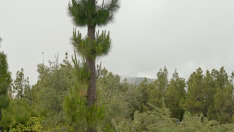 green vivid forest in national park tenerife on cloudy day