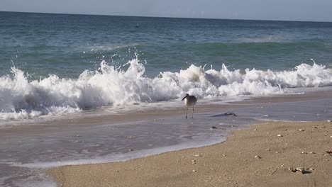 Ein-Strandläufer-Taucht-Seinen-Schnabel-In-Die-Ankommende-Brandung,-Rocky-Point,-Puerto-Peñasco,-Golf-Von-Kalifornien,-Mexiko