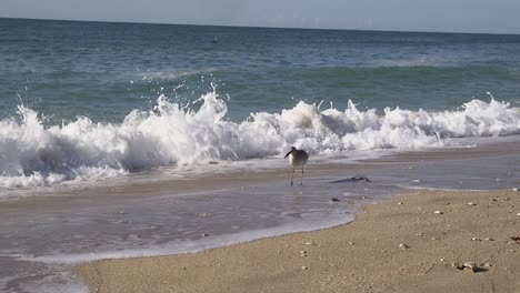 un playero sumerge su pico en el oleaje entrante, punto rocoso, puerto peñasco, golfo de california, méxico