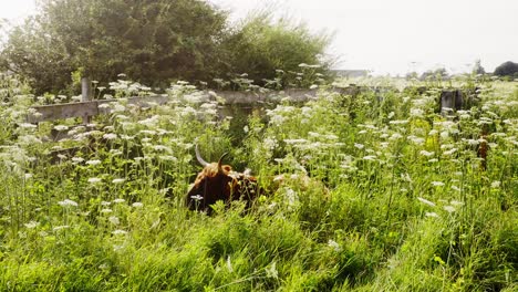 Hochlandrinder-Liegen-Versteckt-Im-Hohen-Gras-Und-Grasen-In-Zeitlupe