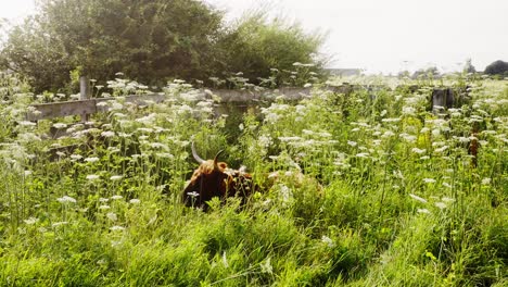 ganado de las tierras altas escondido en la hierba alta pastando en cámara lenta