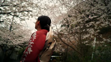 woman in kimono viewing cherry blossoms