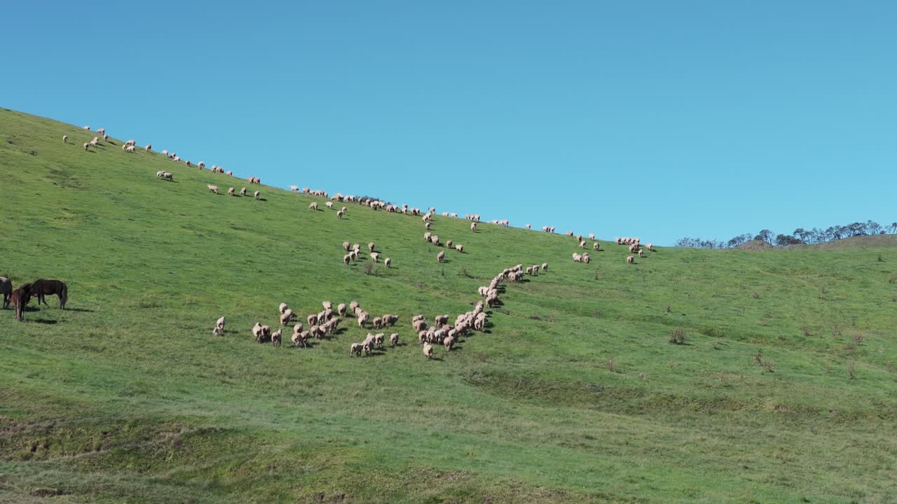 Gregge di pecore che pascola in un verde prato di montagna della riserva naturale Quebrada del Portugués