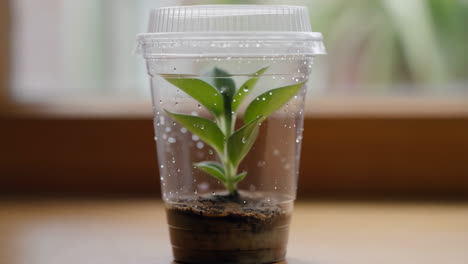 small plant growing inside a plastic cup