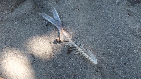 close up of dead fish skeleton with bones and tail on a sandy beach in tropical island destination