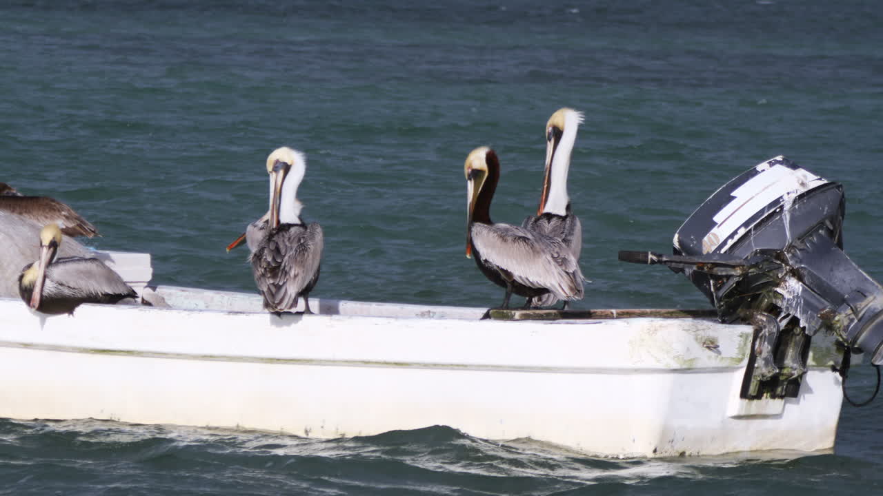 바다 새 시간 경과 01