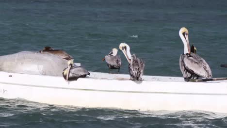 Lapso-de-tiempo-de-aves-marinas-01