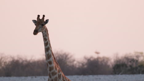 close up view of the giraffe's head and long neck