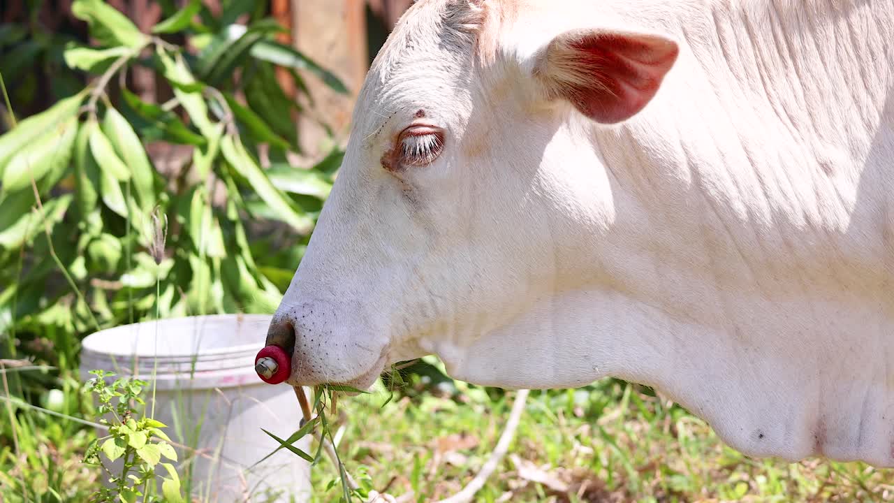 A white cow grazes peacefully in a sunlit garden in Phuket, Thailand, surrounded by lush greenery and vibrant light