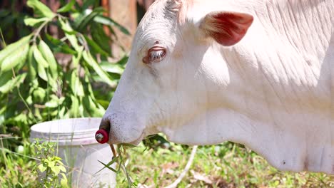 a white cow grazes peacefully in a sunlit garden in phuket, thailand, surrounded by lush greenery and vibrant light
