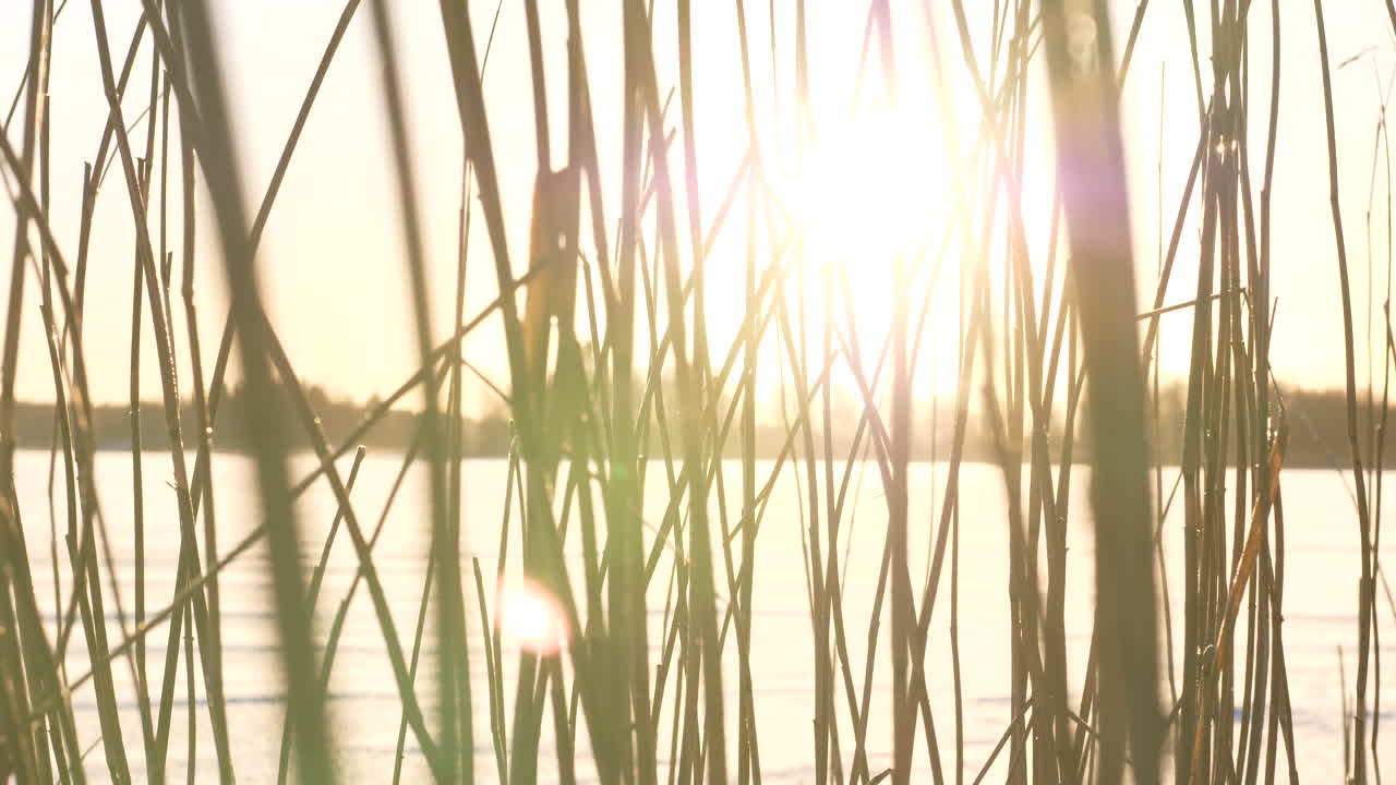 Premium stock video - Sliding close up of golden sun rays shining ...