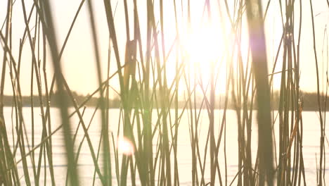 Sliding-close-up-of-golden-sun-rays-shining-through-frozen-sea-reed