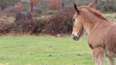 Braunes-Pferdefohlen-Mit-Nassem-Fell-Nach-Einem-Regnerischen-Tag-Beim-Betrachten-Der-Wiese