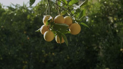 some yellow oranges wait to mature on a tree during a sunny morning in autumn in naples in italy - 04