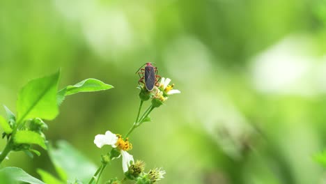 Cotton-Stainer-bug-crawling-up-Spanish-needle-flower-and-sipping-nectar-Orlando,-Florida,-Osprey-Trail,-sunny-day-with-other-plants-in-background,-ants-crawling-nearby