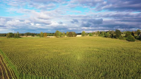 Campo-De-Maíz-Verde-Rodeado-De-árboles-Y-Nubes-De-Nimbo,-Panorámica-Aérea-Hacia-Atrás