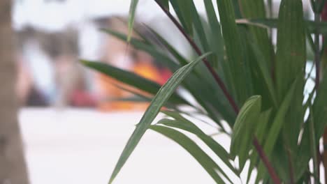 palm-tree-leaf-on-branch-at-tropical-resort-slow-motion